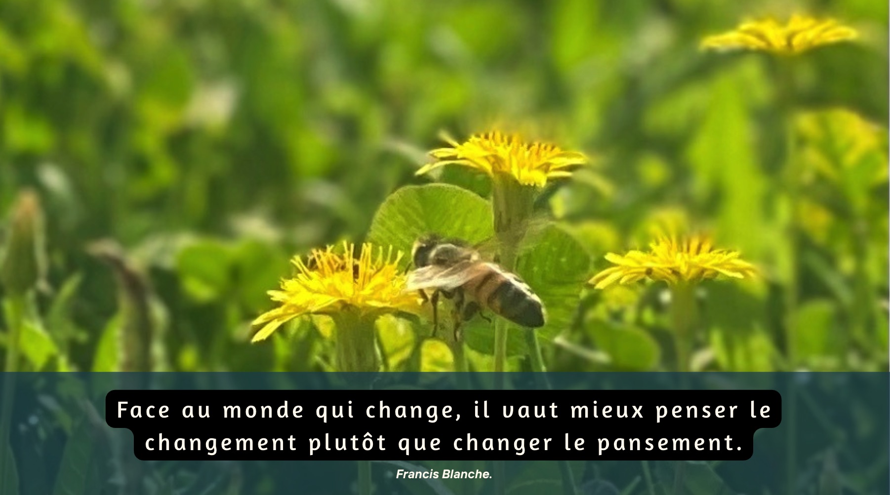 Une abeille butinant des fleurs de pissenlit, illustrant la robustesse dans la nature - concept inspiré des travaux d'Olivier Hamant