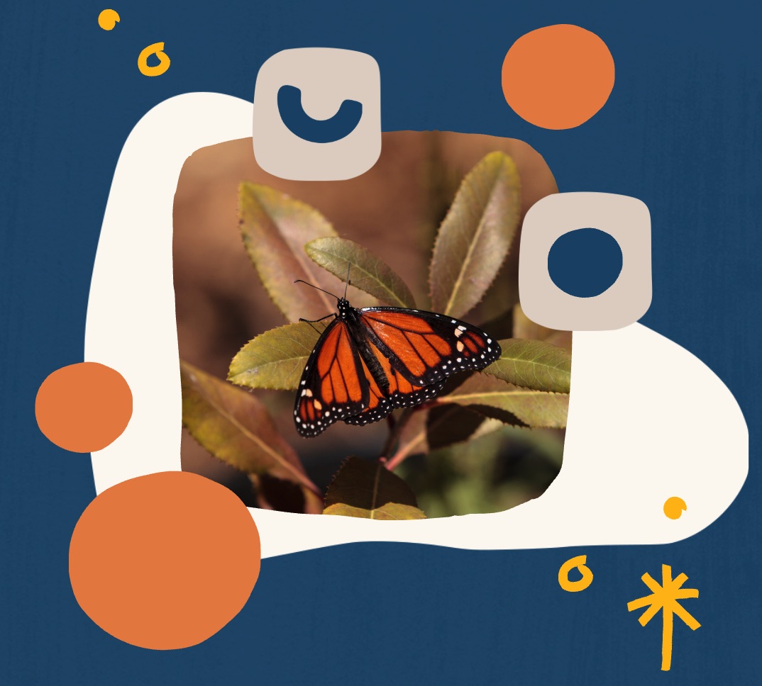 La robustesse dans la nature - concept inspiré des travaux d'Olivier Hamant